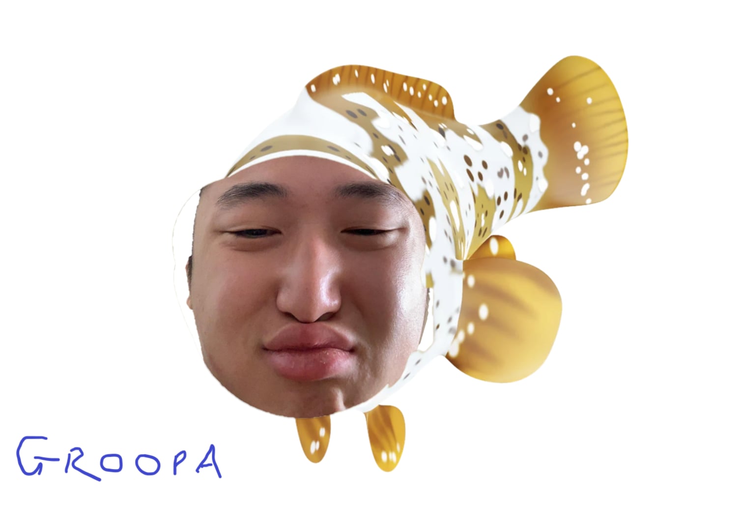 Groopa fish illustration